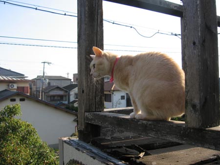 アップロードファイル 1043-1.jpg