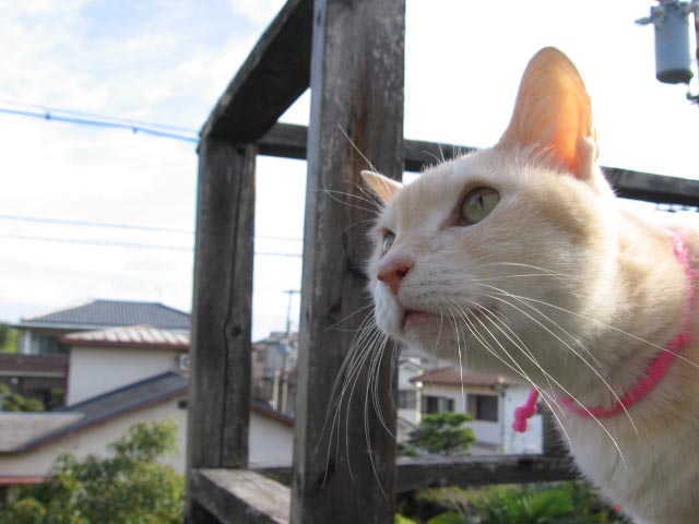 アップロードファイル 1066-1.jpg