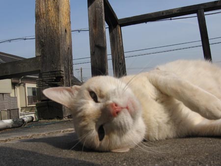 アップロードファイル 1104-1.jpg