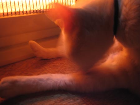 アップロードファイル 1108-1.jpg