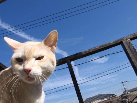 アップロードファイル 1111-1.jpg