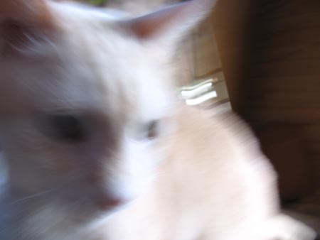 アップロードファイル 1114-1.jpg