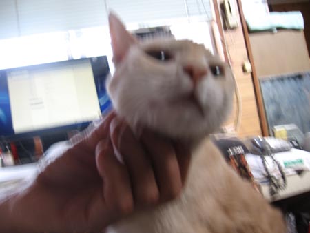 アップロードファイル 1238-1.jpg