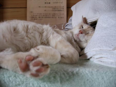 アップロードファイル 1261-1.jpg