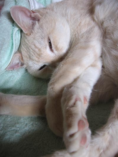 アップロードファイル 1277-1.jpg