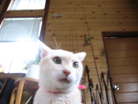 アップロードファイル 1283-1.jpg