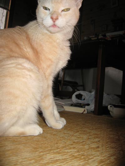 アップロードファイル 1434-1.jpg