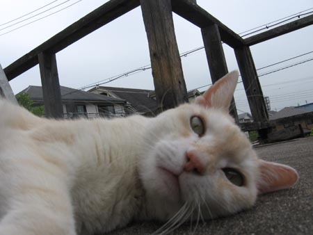 アップロードファイル 1618-1.jpg