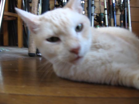 アップロードファイル 1708-1.jpg