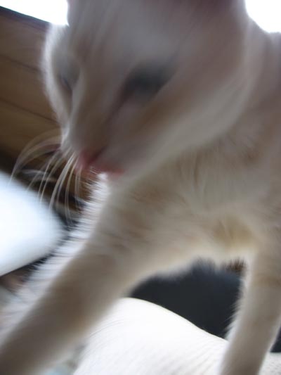アップロードファイル 1724-1.jpg