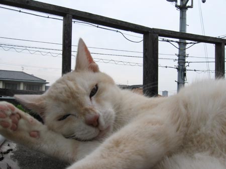 アップロードファイル 2006-1.jpg