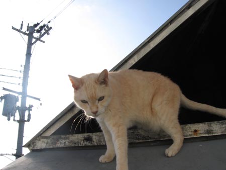 アップロードファイル 2010-1.jpg