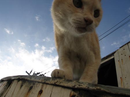 アップロードファイル 2010-2.jpg