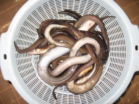 アップロードファイル 2011-1.jpg