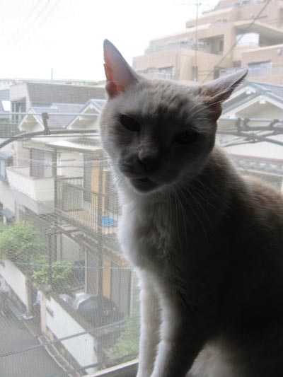 アップロードファイル 2014-2.jpg