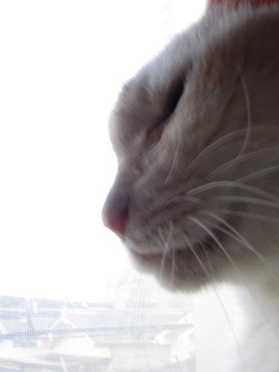 アップロードファイル 2178-1.jpg