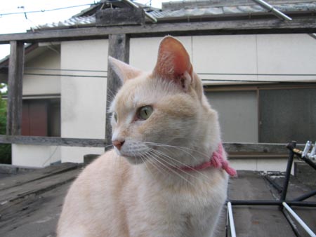 アップロードファイル 254-2.jpg