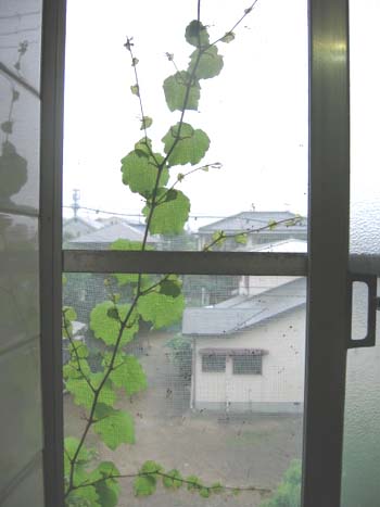 アップロードファイル 527-1.jpg